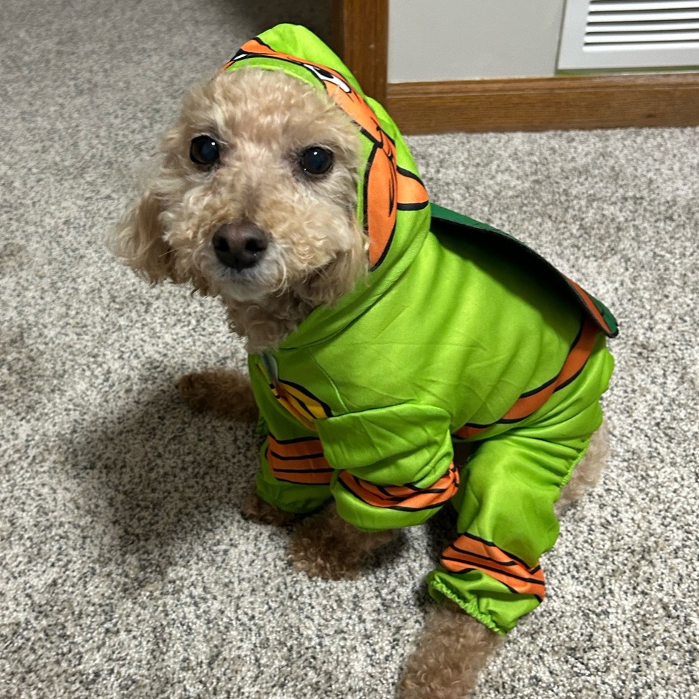 Teenage Mutant Ninja Turtles Small Dog Costume Green and Orange Costume - Picture 2 of 6